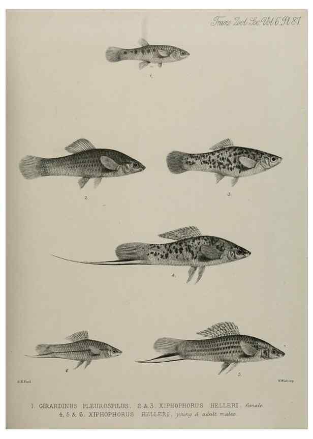 Reproducción/Reproduction 7408596608: Transactions of the Zoological Society of London.. [London] :Published for the Zoological Society of London by Academic Press