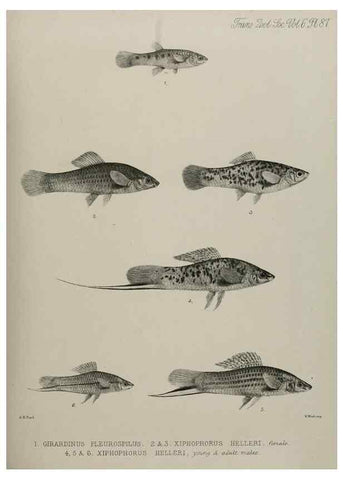 Reproducción/Reproduction 7408596608: Transactions of the Zoological Society of London.. [London] :Published for the Zoological Society of London by Academic Press