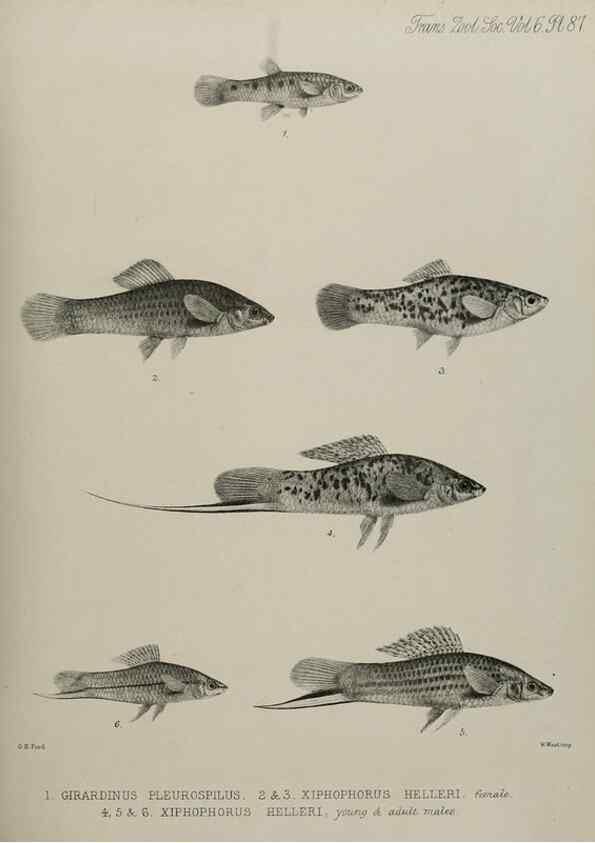 Reproducción/Reproduction 7408596608: Transactions of the Zoological Society of London.. [London] :Published for the Zoological Society of London by Academic Press