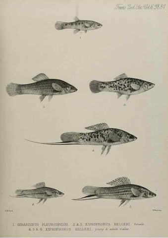Reproducción/Reproduction 7408596608: Transactions of the Zoological Society of London.. [London] :Published for the Zoological Society of London by Academic Press