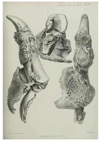 Reproducción/Reproduction 7408598374: Transactions of the Zoological Society of London.. [London] :Published for the Zoological Society of London by Academic Press