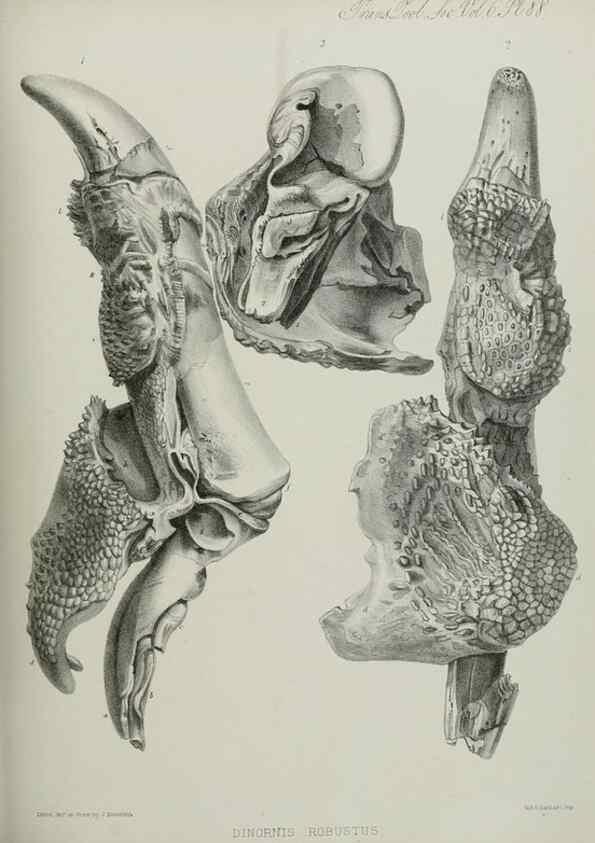 Reproducción/Reproduction 7408598374: Transactions of the Zoological Society of London.. [London] :Published for the Zoological Society of London by Academic Press