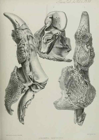 Reproducción/Reproduction 7408598374: Transactions of the Zoological Society of London.. [London] :Published for the Zoological Society of London by Academic Press