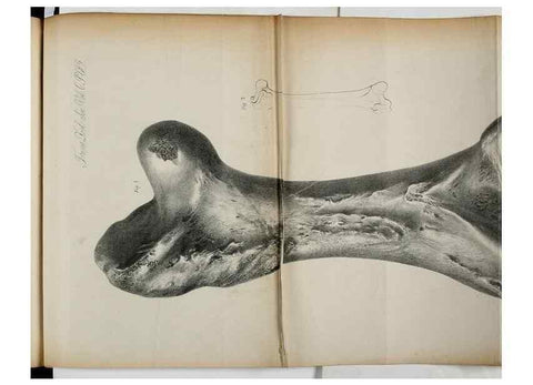 Reproducción/Reproduction 7408599186: Transactions of the Zoological Society of London.. [London] :Published for the Zoological Society of London by Academic Press