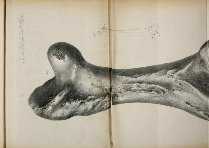 Reproducción/Reproduction 7408599186: Transactions of the Zoological Society of London.. [London] :Published for the Zoological Society of London by Academic Press