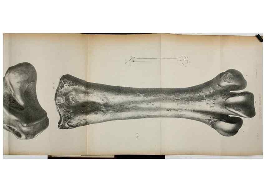 Reproducción/Reproduction 7408600178: Transactions of the Zoological Society of London.. [London] :Published for the Zoological Society of London by Academic Press