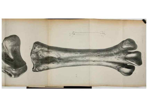 Reproducción/Reproduction 7408600178: Transactions of the Zoological Society of London.. [London] :Published for the Zoological Society of London by Academic Press