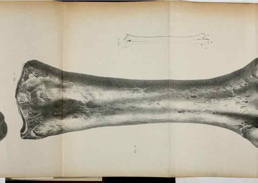 Reproducción/Reproduction 7408600178: Transactions of the Zoological Society of London.. [London] :Published for the Zoological Society of London by Academic Press