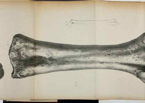Reproducción/Reproduction 7408600178: Transactions of the Zoological Society of London.. [London] :Published for the Zoological Society of London by Academic Press