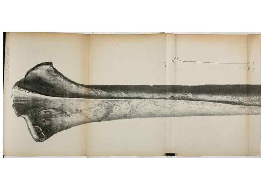 Reproducción/Reproduction 7408600878: Transactions of the Zoological Society of London.. [London] :Published for the Zoological Society of London by Academic Press