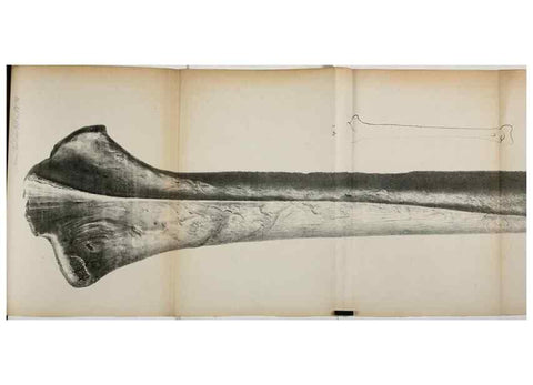 Reproducción/Reproduction 7408600878: Transactions of the Zoological Society of London.. [London] :Published for the Zoological Society of London by Academic Press