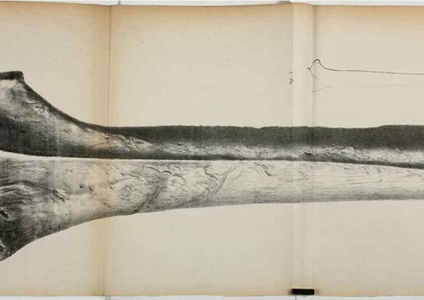 Reproducción/Reproduction 7408600878: Transactions of the Zoological Society of London.. [London] :Published for the Zoological Society of London by Academic Press