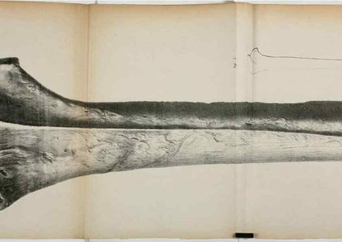 Reproducción/Reproduction 7408600878: Transactions of the Zoological Society of London.. [London] :Published for the Zoological Society of London by Academic Press