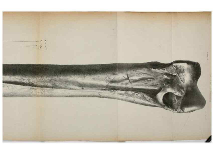 Reproducción/Reproduction 7408601718: Transactions of the Zoological Society of London.. [London] :Published for the Zoological Society of London by Academic Press