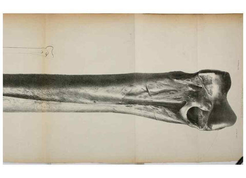 Reproducción/Reproduction 7408601718: Transactions of the Zoological Society of London.. [London] :Published for the Zoological Society of London by Academic Press