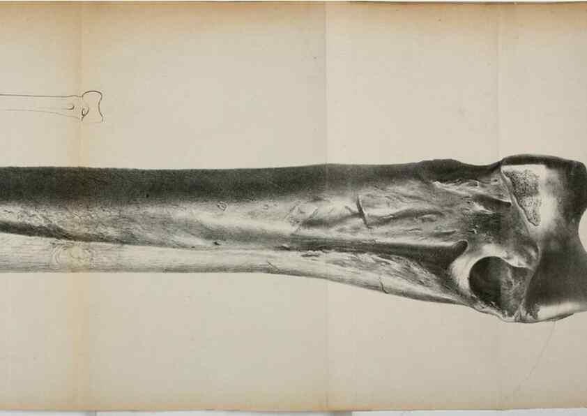 Reproducción/Reproduction 7408601718: Transactions of the Zoological Society of London.. [London] :Published for the Zoological Society of London by Academic Press