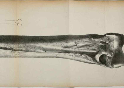 Reproducción/Reproduction 7408601718: Transactions of the Zoological Society of London.. [London] :Published for the Zoological Society of London by Academic Press