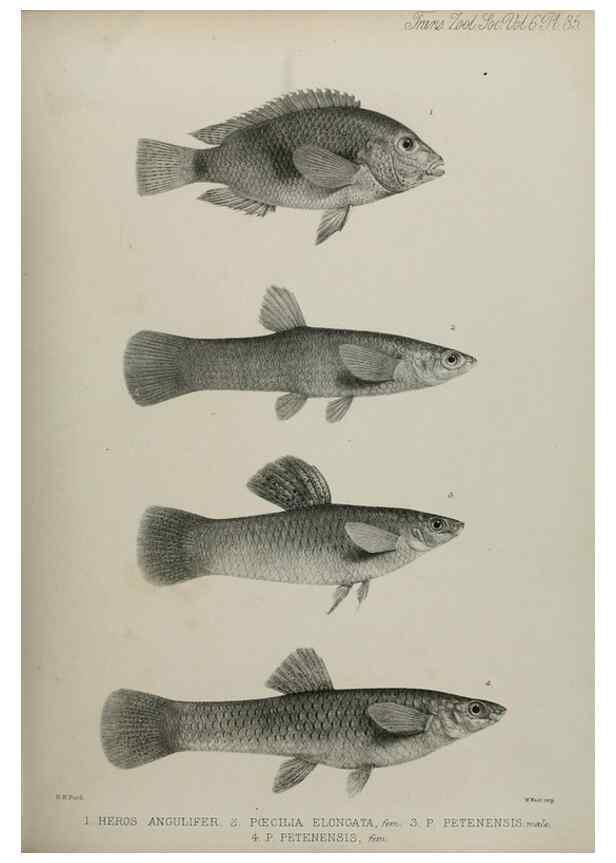 Reproducción/Reproduction 7408593096: Transactions of the Zoological Society of London.. [London] :Published for the Zoological Society of London by Academic Press