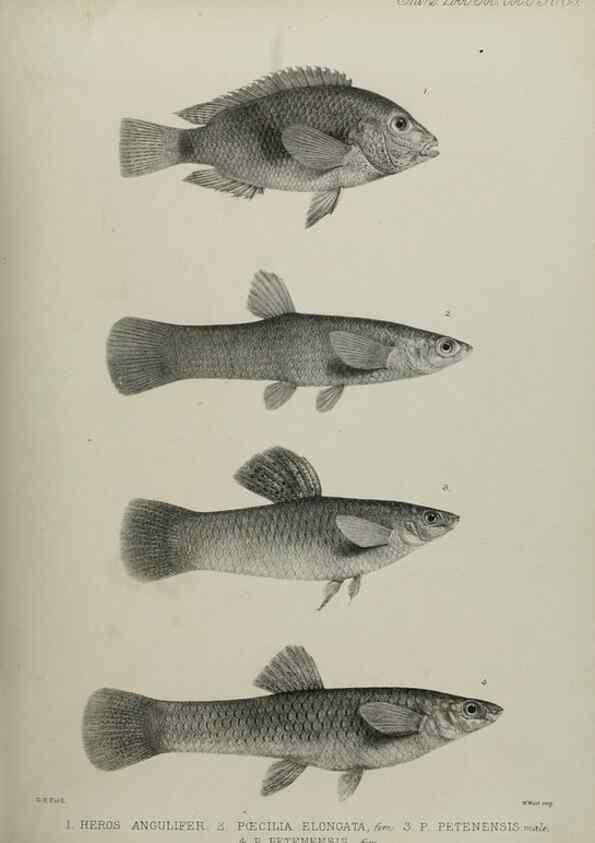 Reproducción/Reproduction 7408593096: Transactions of the Zoological Society of London.. [London] :Published for the Zoological Society of London by Academic Press