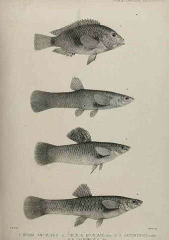 Reproducción/Reproduction 7408593096: Transactions of the Zoological Society of London.. [London] :Published for the Zoological Society of London by Academic Press