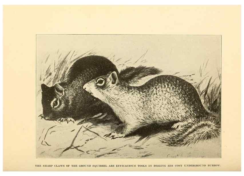 Reproducción/Reproduction 7409105010: The human side of animals,. New York,Frederick A. Stokes Company[c1918]