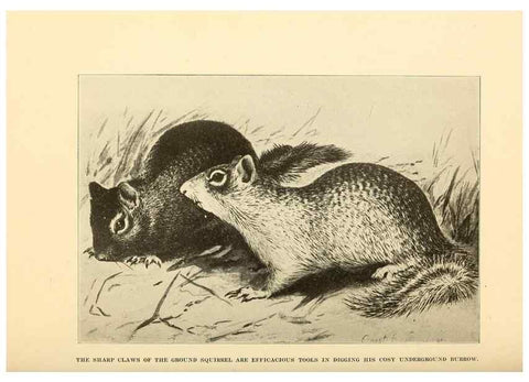 Reproducción/Reproduction 7409105010: The human side of animals,. New York,Frederick A. Stokes Company[c1918]