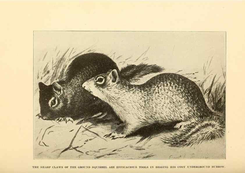 Reproducción/Reproduction 7409105010: The human side of animals,. New York,Frederick A. Stokes Company[c1918]