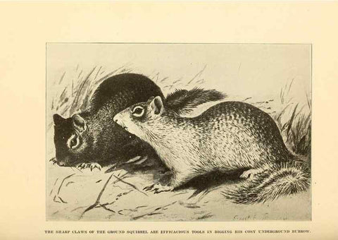 Reproducción/Reproduction 7409105010: The human side of animals,. New York,Frederick A. Stokes Company[c1918]
