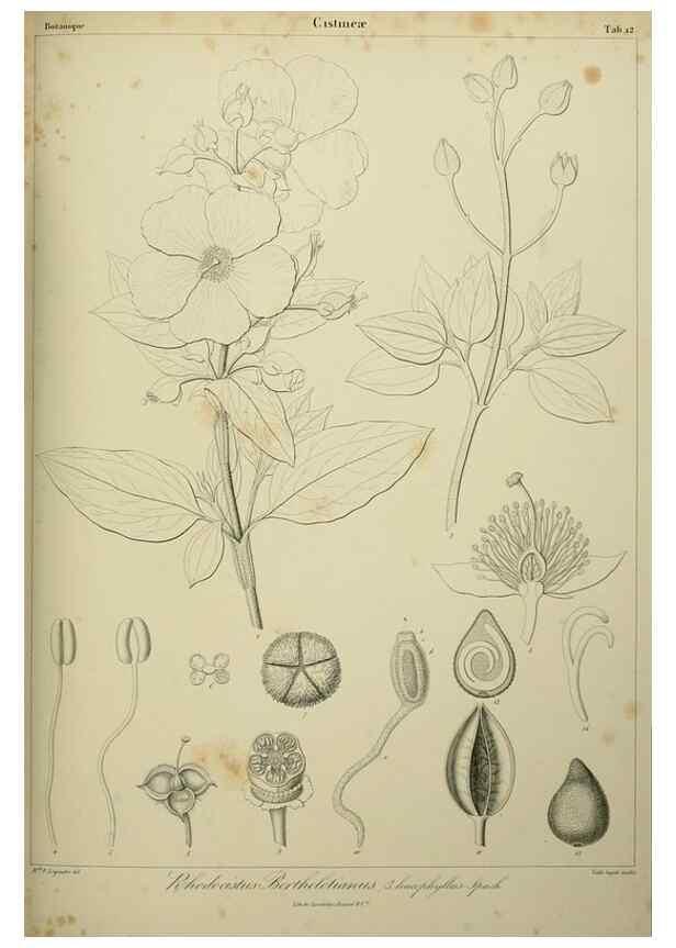 Reproducción/Reproduction 7408898804: Phytographia canariensis /. Paris :Béthune,1836-1850.