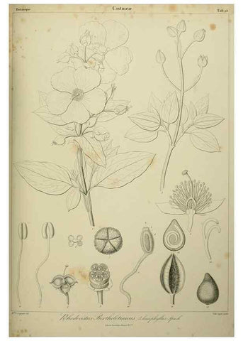 Reproducción/Reproduction 7408898804: Phytographia canariensis /. Paris :Béthune,1836-1850.