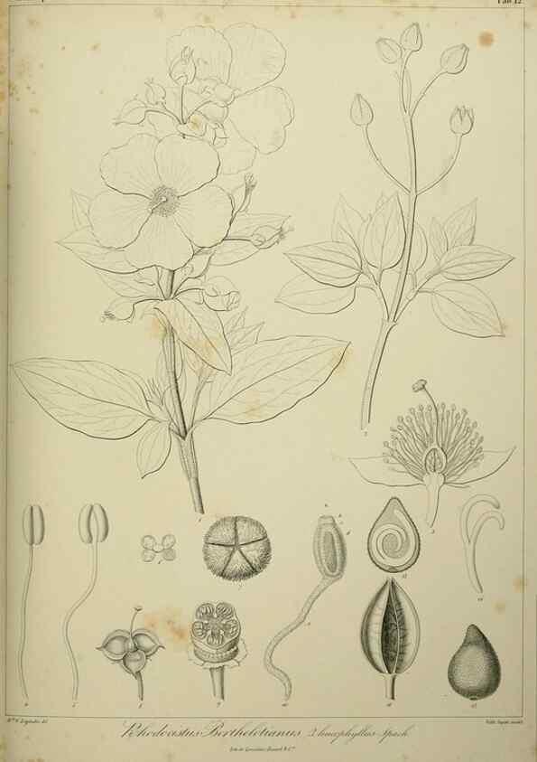 Reproducción/Reproduction 7408898804: Phytographia canariensis /. Paris :Béthune,1836-1850.