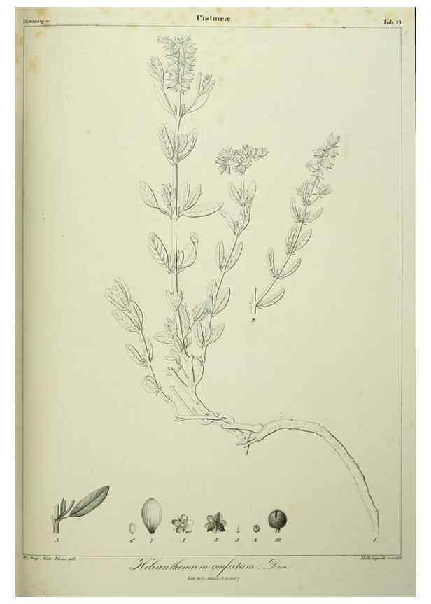 Reproducción/Reproduction 7408900880: Phytographia canariensis /. Paris :Béthune,1836-1850.