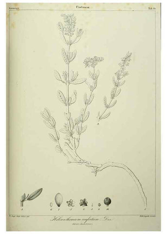 Reproducción/Reproduction 7408900880: Phytographia canariensis /. Paris :Béthune,1836-1850.