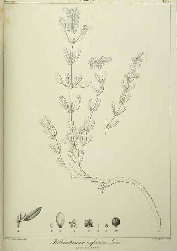 Reproducción/Reproduction 7408900880: Phytographia canariensis /. Paris :Béthune,1836-1850.
