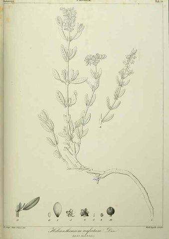 Reproducción/Reproduction 7408900880: Phytographia canariensis /. Paris :Béthune,1836-1850.