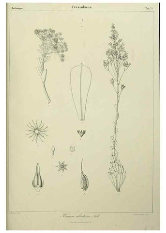 Reproducción/Reproduction 7408923296: Phytographia canariensis /. Paris :Béthune,1836-1850.