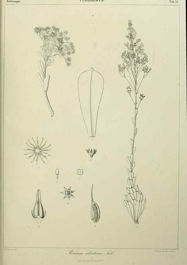 Reproducción/Reproduction 7408923296: Phytographia canariensis /. Paris :Béthune,1836-1850.