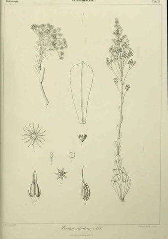 Reproducción/Reproduction 7408923296: Phytographia canariensis /. Paris :Béthune,1836-1850.