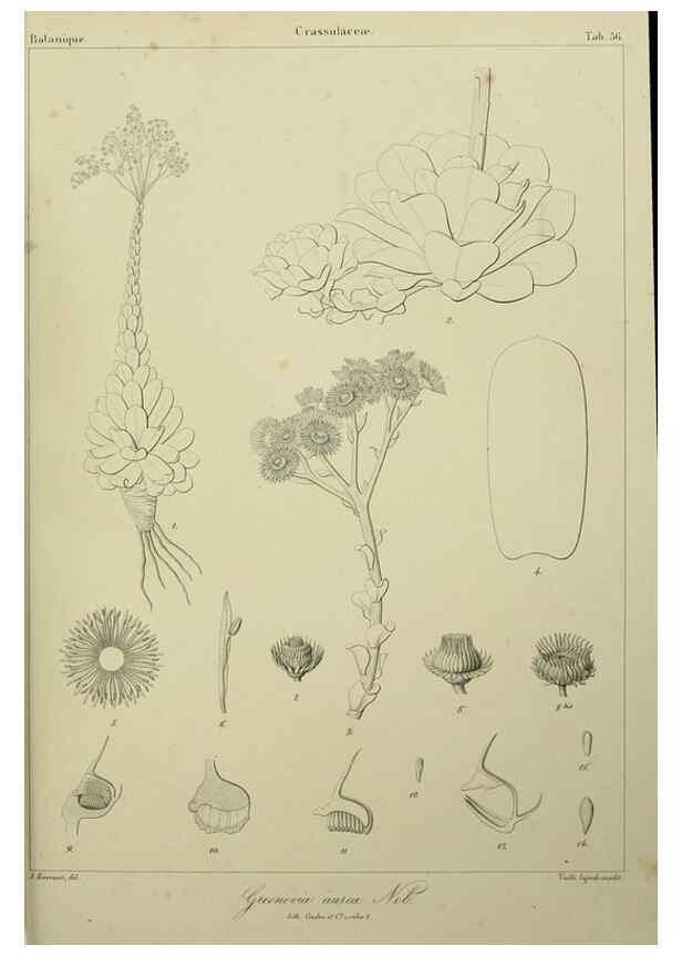 Reproducción/Reproduction 7408924606: Phytographia canariensis /. Paris :Béthune,1836-1850.