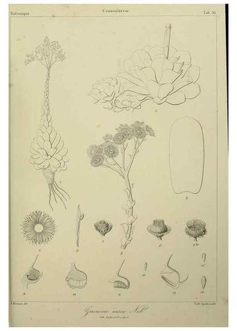 Reproducción/Reproduction 7408924606: Phytographia canariensis /. Paris :Béthune,1836-1850.