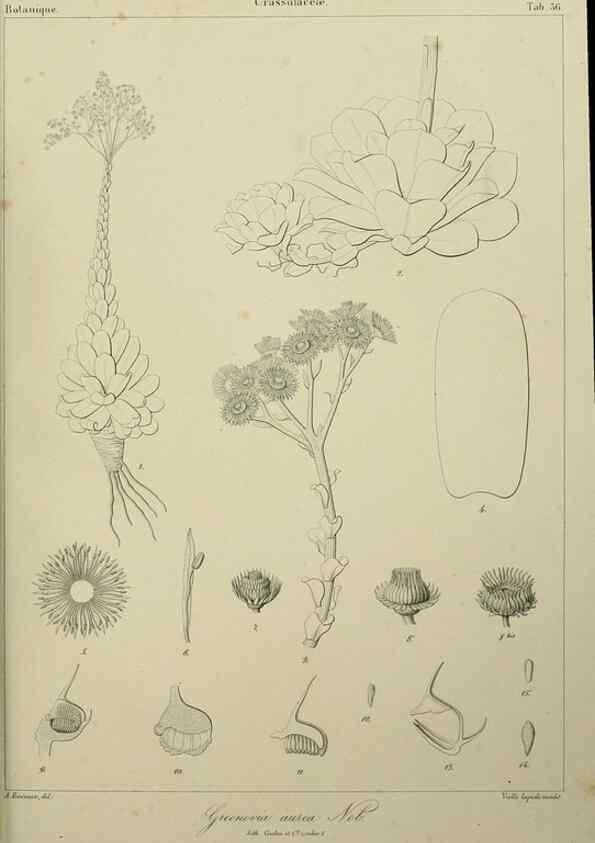 Reproducción/Reproduction 7408924606: Phytographia canariensis /. Paris :Béthune,1836-1850.