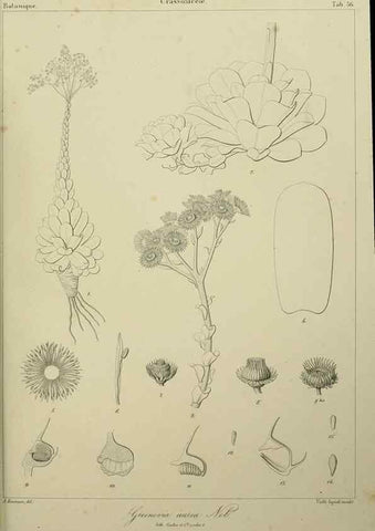 Reproducción/Reproduction 7408924606: Phytographia canariensis /. Paris :Béthune,1836-1850.