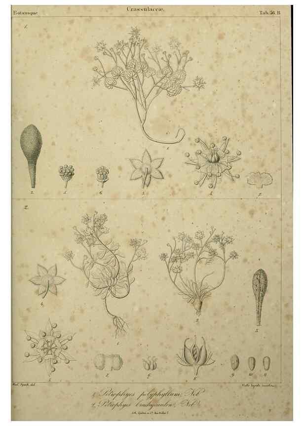 Reproducción/Reproduction 7408925514: Phytographia canariensis /. Paris :Béthune,1836-1850.