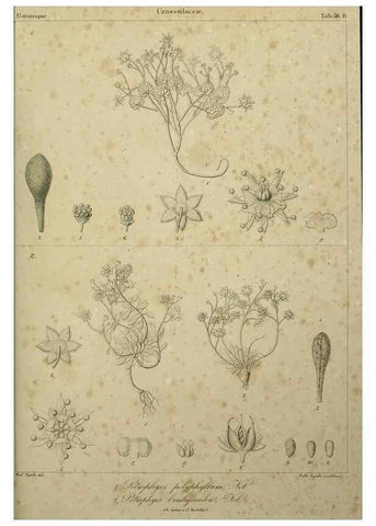 Reproducción/Reproduction 7408925514: Phytographia canariensis /. Paris :Béthune,1836-1850.