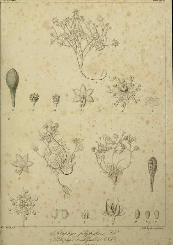 Reproducción/Reproduction 7408925514: Phytographia canariensis /. Paris :Béthune,1836-1850.