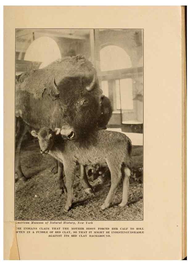 Reproducción/Reproduction 7409090600: The human side of animals,. New York,Frederick A. Stokes Company[c1918]
