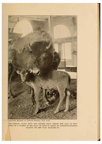 Reproducción/Reproduction 7409090600: The human side of animals,. New York,Frederick A. Stokes Company[c1918]
