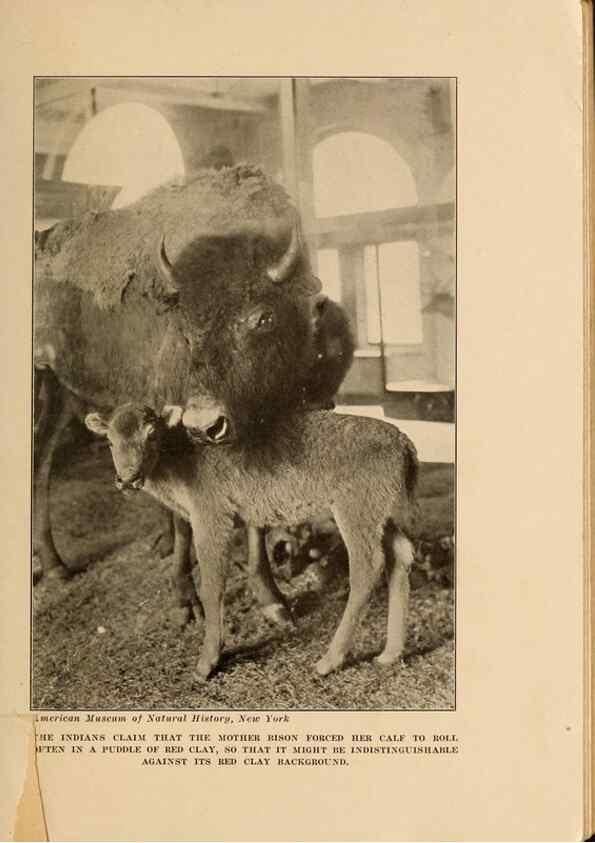 Reproducción/Reproduction 7409090600: The human side of animals,. New York,Frederick A. Stokes Company[c1918]