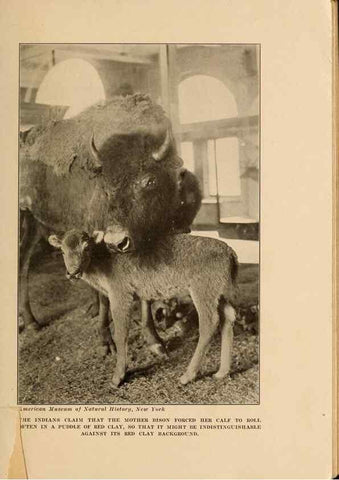 Reproducción/Reproduction 7409090600: The human side of animals,. New York,Frederick A. Stokes Company[c1918]