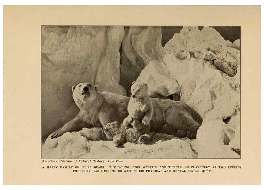 Reproducción/Reproduction 7409095696: The human side of animals,. New York,Frederick A. Stokes Company[c1918]